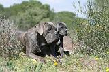 CANE CORSO 334